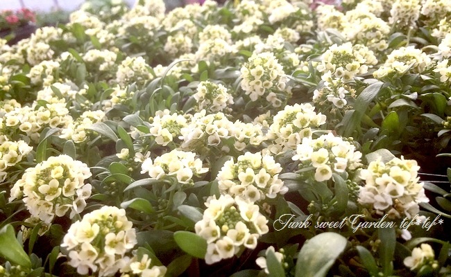 <i>Lobularia hybrid</i><BR><BR>ȡå إܥ꡼