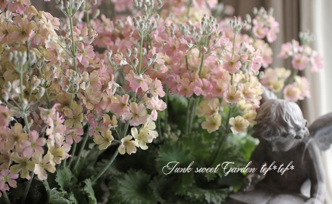 プリムラ マラコイデス サクラソウ ウィンティ新色 ピーチピンク すべての商品 Junk Sweet Garden Tef Tef