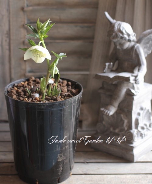 大和園・佐藤さん作出<BR>クリスマスローズ・開花株！5号鉢<BR