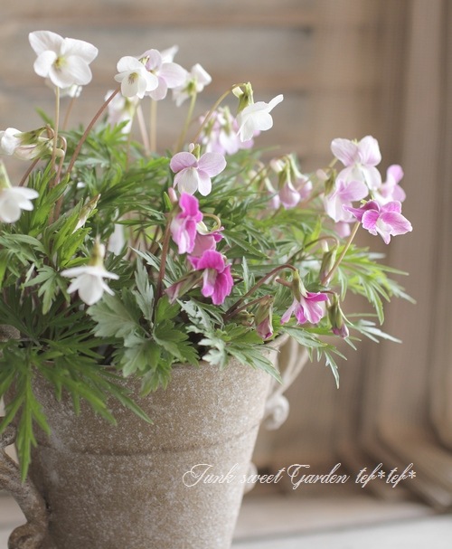 <i>Viola</i><BR><BR>ܥߥ<BR>3ʼMIX