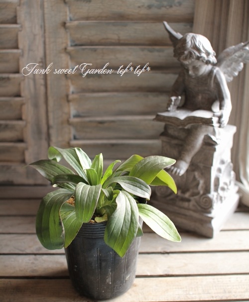 <i>Digitalis lanata</i><BR><BR>�������ꥹ���饿����<BR>�إ��ե����꡼���