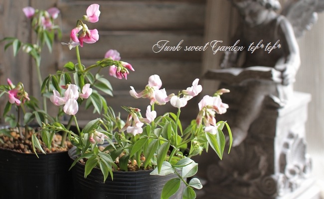 <i>Perennial sweet pea</i><BR><BR>�������ɺ������ȥԡ�<BR>�إ饷�饹���ԥ󥯡٤ȡإѡ��ץ�٤�MIX����