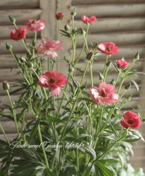 綾園芸さんのラナンキュラス ラックスシリーズ『リキュア』 | すべての