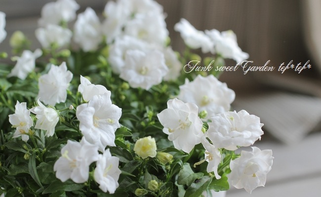 カンパニュラ 『ホワイトワンダー』 | すべての商品 | | Junk sweet