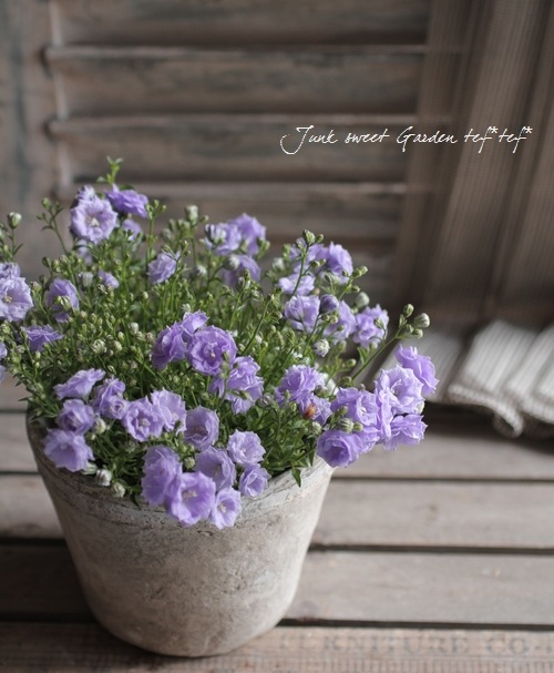 i>Campanula carpatica</i><BR><BR>カンパニュラ<BR>『ブルーワンダー