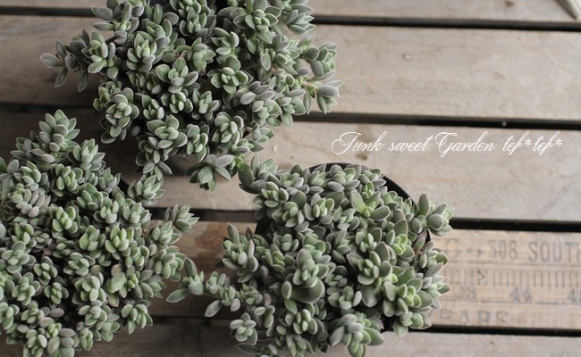 <i>Crassula remota</i><BR><BR>¿ʪ<BR>å顡إ⡼