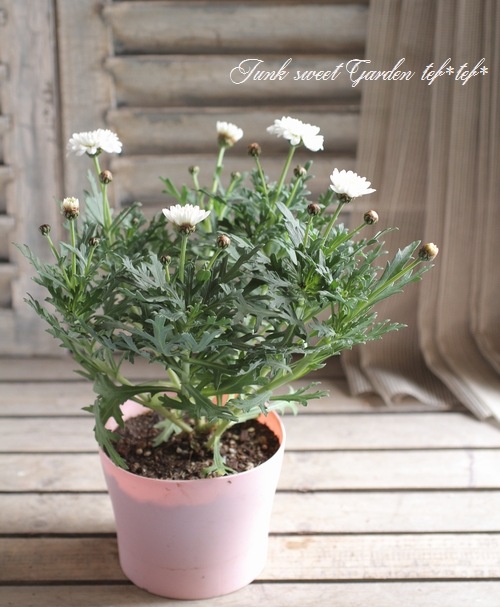 <i>Argyranthemum</i><BR><BR>���ʼ�ޡ�����å�<BR>�إޥ륳���å���