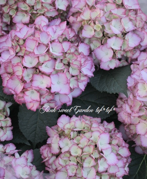 i>Hydrangea 'soleil purple'</i><BR><BR>赤ピコティ秋色西洋紫陽花<BR