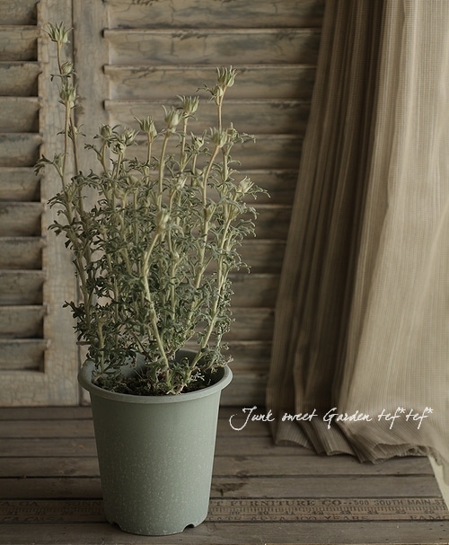 <i>Actinotus helianthi<BR><BR>�����ʼ�ե��ͥ�ե��إԥԡ�