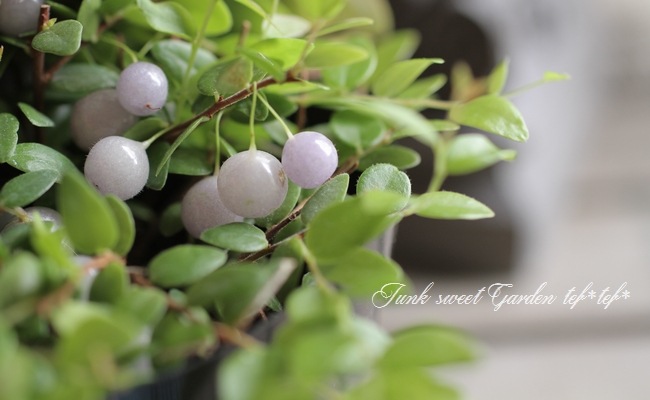 <i>Sphyrospermum buxifolium</i><BR><BR>�ؿ��������