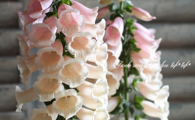 <i>Digitalis</i><BR><BR>����ѥ����ʼ� �������ꥹ<BR>�إ���᥷���󡦥ԡ�����