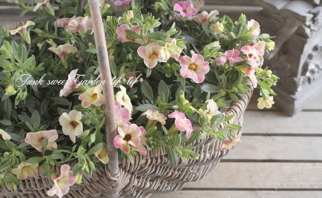 カリブラコア・カメレオン 『ピンクグレイス』 | すべての商品