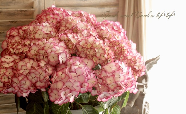 <i>Hydrangea</i><BR><BR>����ȭ�����۲�<BR>��BENI�ѡ��ץ��