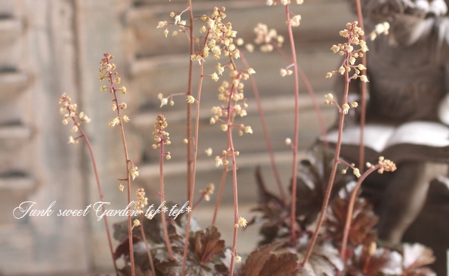 <i>Heuchera hybrid</i><BR><BR>ҥ塼<BR> إСǥ