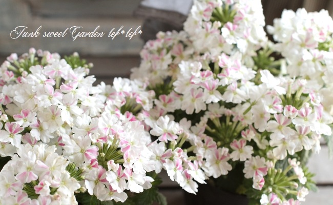 <i>Verbena spp.</i><BR><BR>���ܷϽɺ��С��٥�<BR>�إۥ磻�ȥѥե���