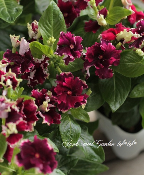 <i>Catharanthus roseus</i><BR><BR>�˥��˥�����<BR>�ե�󥸥ӥ�<BR>�إ磻��ե�󥸡�