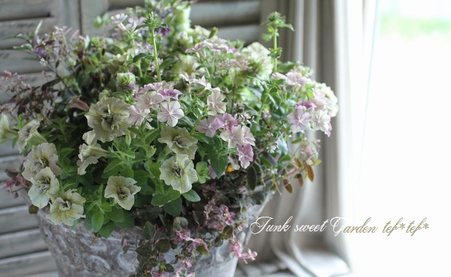 tef*tef*󤻿<BR>2015 * no67 *<BR><BR>꡼֥