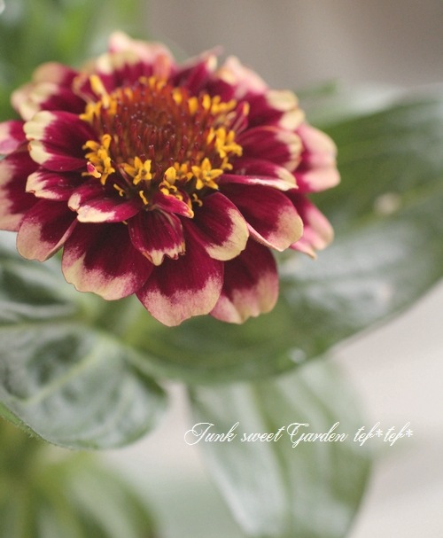 <i>Zinnia haageana</i><BR><BR>ƥʿ礤<BR>˥ƥå<BR>إСǥ
