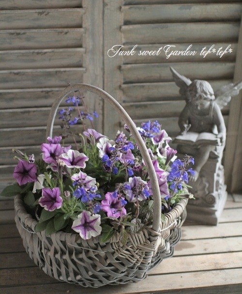 <i>Petunia��hybrida</i><BR><BR>�ڥ���˥����ץ쥸�㡼<BR>�إۥ磻�ȥ�٥������������