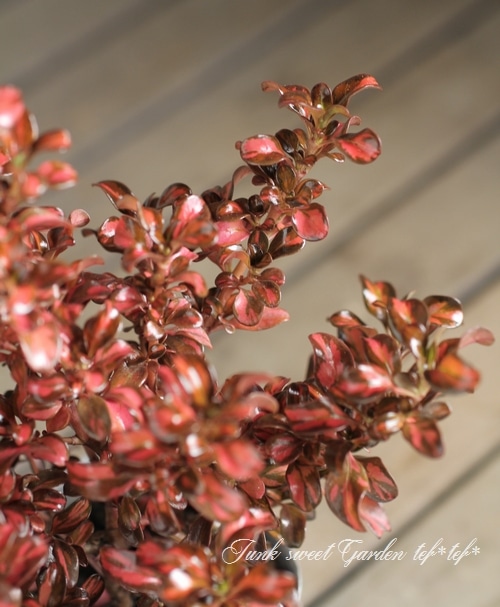 ץޡإ֥˥󥰥١ͼƤƤ