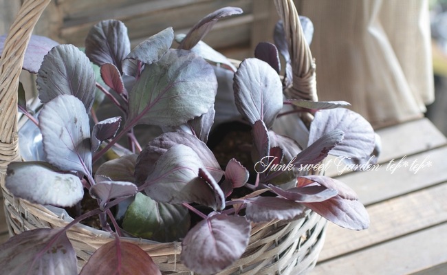 <i>Brassica oleracea var. capitata</i><BR><BR>֥٥</i><BR>إѥӡ