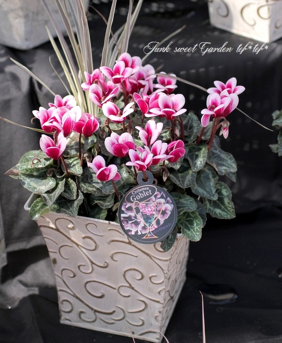 Cyclamen　エルメスラグ【最終価格】 Cyclamen エルメスラグ【最終価格】 Cyclamen エルメスラグ【最終価格