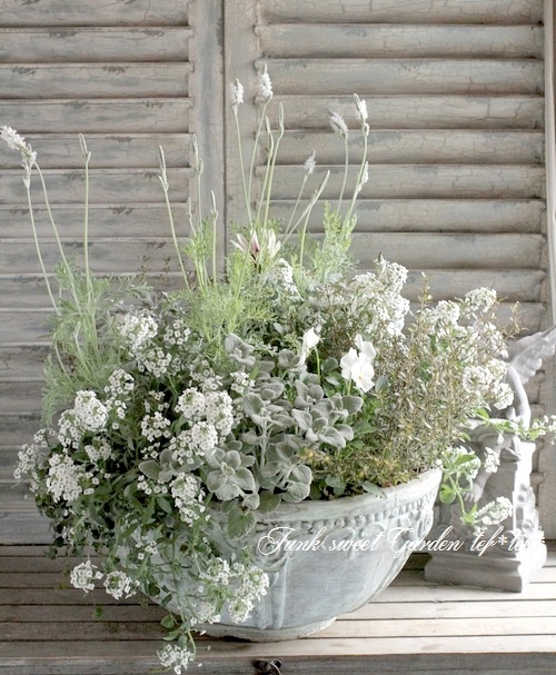 <i>Lobularia hybrid</i><BR><BR>���٥����ѡ�����å���<BR>�إ���С����ȥ꡼���