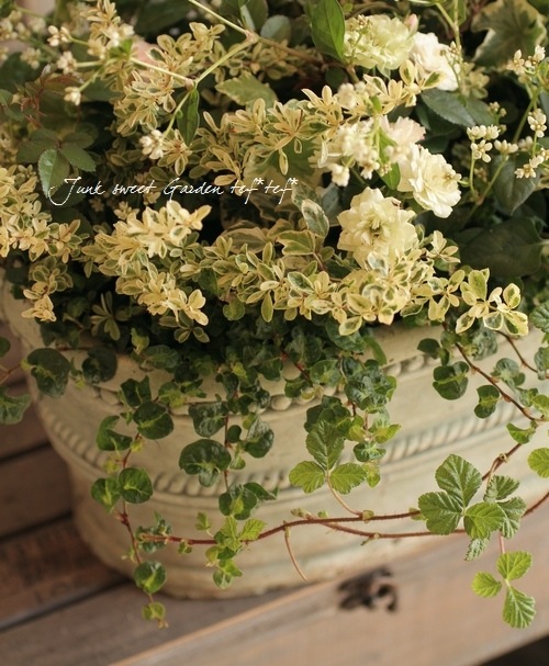 <i>rubus napaulensis'</i><BR><BR>դ<BR>֥إץݡ