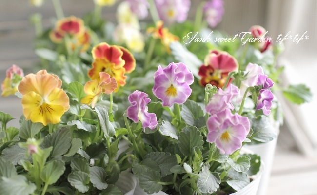 إեӥ顡زڤ ¥ꥸʥ