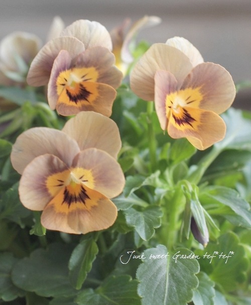 i>Viola×wittrockiana </i><BR><BR>アンティークカラーのビオラ<BR