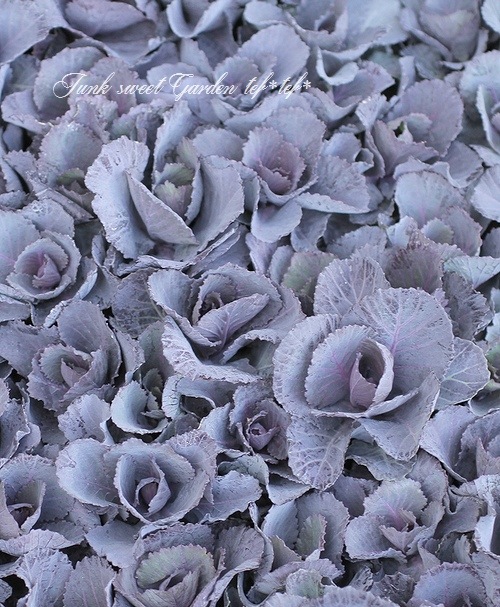 <i>Brassica</i><BR><BR>tef*tef*̥֡Ωơ<BR>С꡼ղð<BR>إ륭ѡ