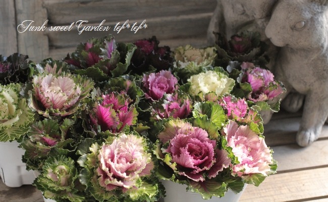 <i>Brassica</i><BR><BR>tef*tef*���̥֡�����Ω�ơ�<BR>�Ȥ���ա����饭���ղ�ð<BR>�ظ��ҡ��ե����ա�