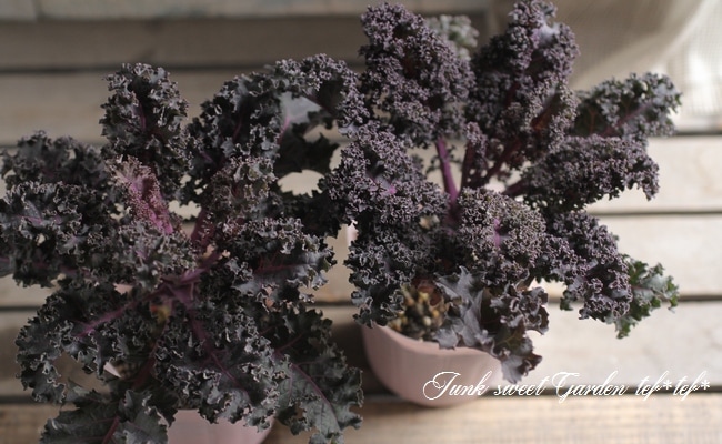 ե󥸤λ祱롡إѡץݥåס