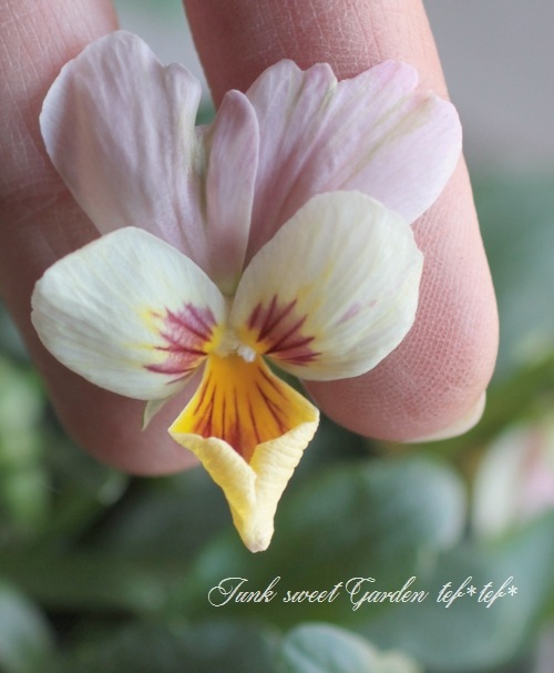 ���������Υ֥�������ӥ��顡��NOBUKO�����쥯�����١���ӥåȷ�