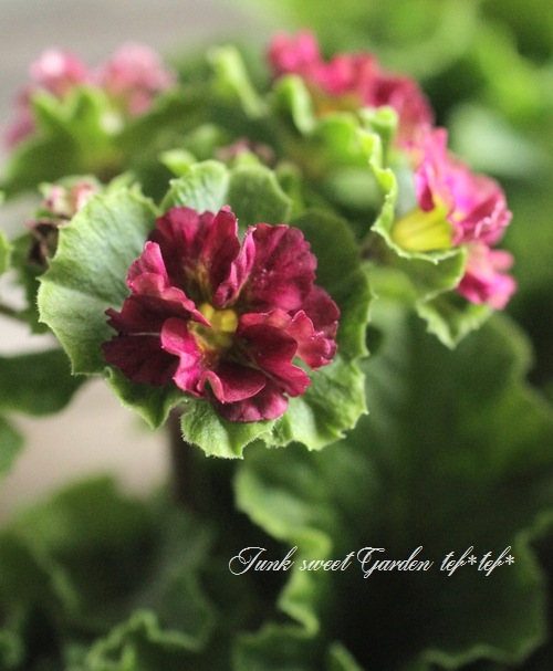 �ץ��顦���֥��˥���Ķ���������ʼ���إץꥫ��ȥ�٥ޥ��󥿿�