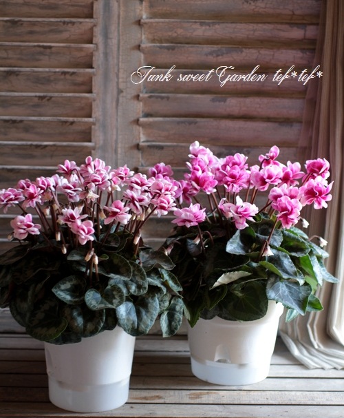 i>Cyclamen persicum Mill.</i><BR><BR>八重咲きシクラメン<BR