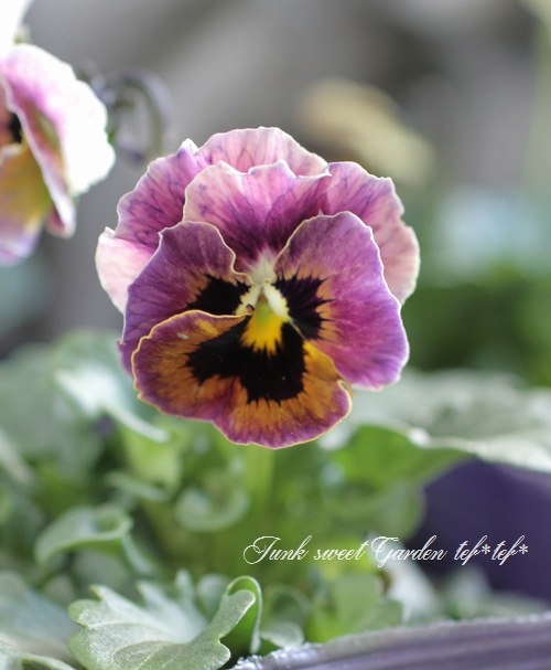 <i>Viola��wittrockiana </i><BR><BR>ʿ�͹��Ҥ���ӥ���<BR>�ؿ����ޥ��å���