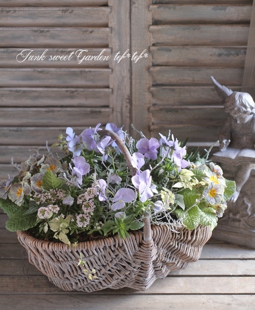 i>Viola×wittrockiana </i><BR><BR>ブルーグレーのビオラ<BR