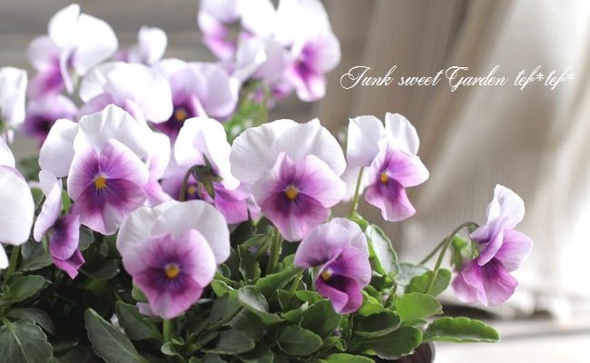 Lila様　PRANAROM ベンゾイン 、ローズウッド、ローズオットー Lila様 PRANAROM ベンゾイン 、ローズウッド、ローズオットー