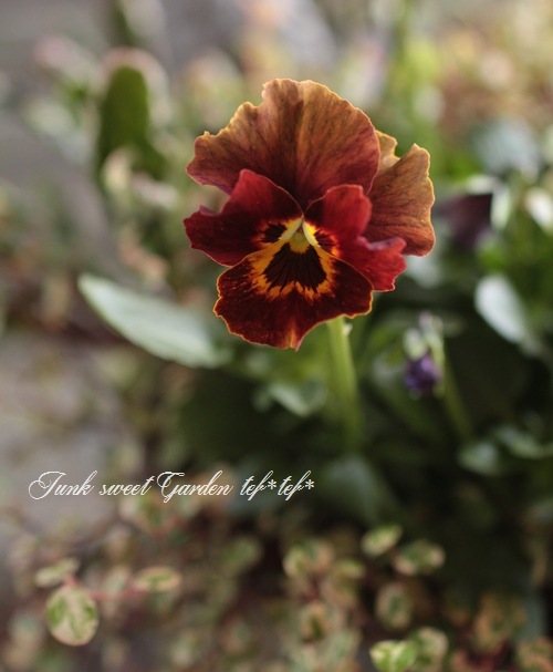 tef*tef*寄せ植え<BR>2015 * no.157 *<BR><BR>育種家ビオラ『エボルベ