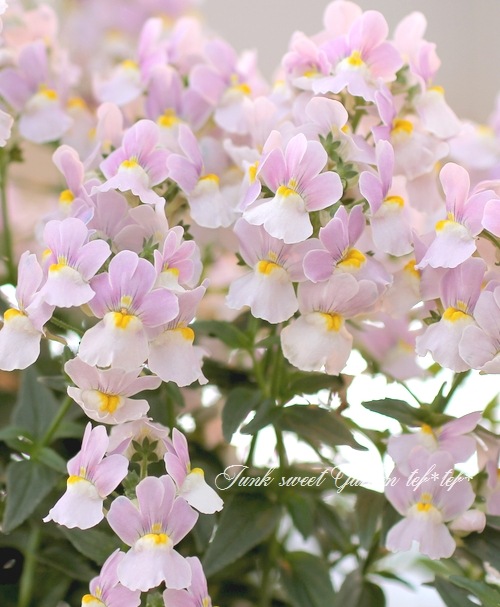 �ɺ��ͥ᥷�����᡼�ƥ뿷�ʼ� �إԥ󥭡����ߥ륭����