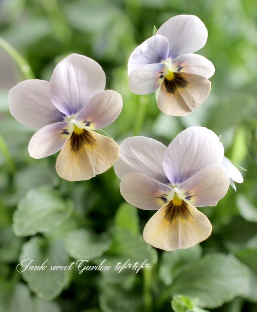 15 インチ　サイズ　ビオラ 楽天市場】15インチ ヴィオラ 380mm オールド風ビオラ ストラド