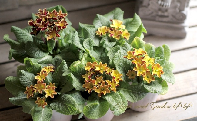 i>Primula</i><BR><BR>プリムラ・ジュリアン<BR>『ブラウンイエロー