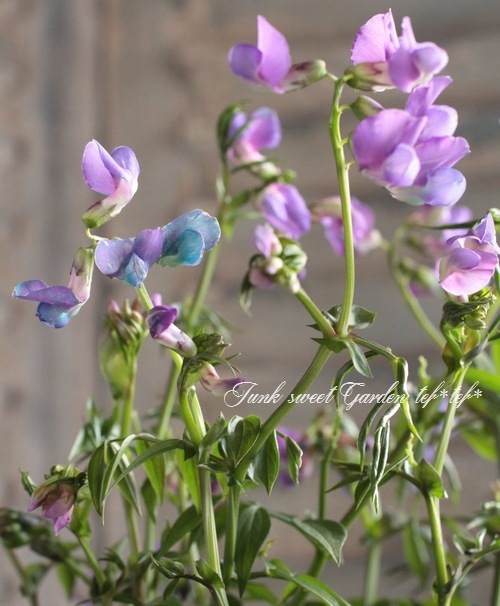 <i>Perennial sweet pea</i><BR><BR>�������ɺ������ȥԡ�<BR>�إ饷�饹���ѡ��ץ��