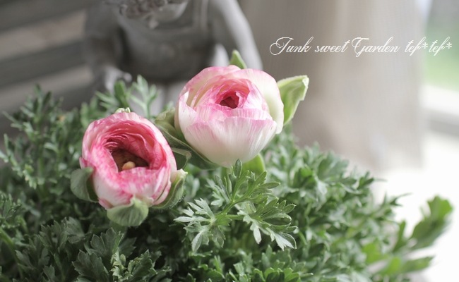 <i>Ranunculus asiaticus</i><BR><BR>�󤻿����ˤ������ᡪ<BR>��ʥ󥭥�饹<BR>�إۥ磻�ȥԥ󥯡�