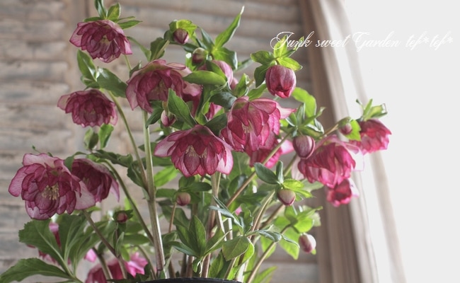 ㉖-284クリスマスローズ 楽天市場】【新入荷】2025年開花クリスマスローズ オリエンタリス