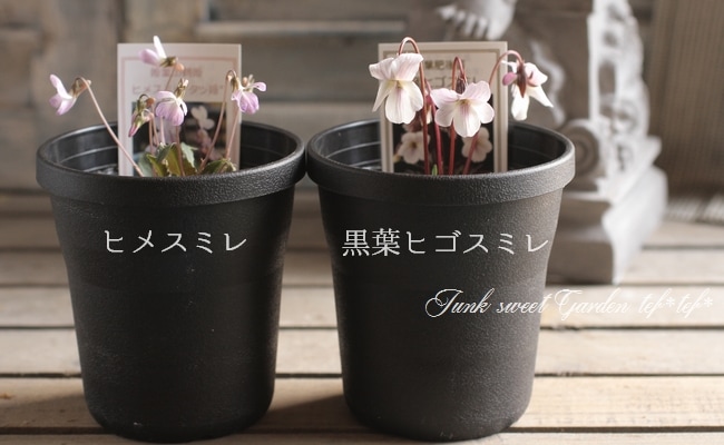 i>Viola</i><BR><BR>大人可愛い宿根スミレ<BR>姫菫田鶴立姫<BR>極小輪