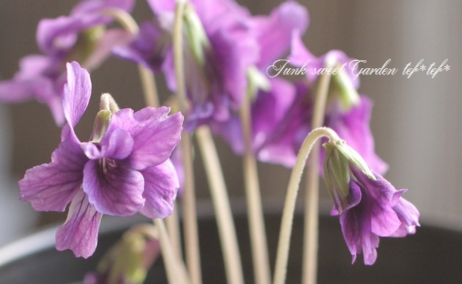 スミレ i>Viola</i><BR><BR>大人可愛い宿根スミレ<BR>八重咲き『ノジスミレ