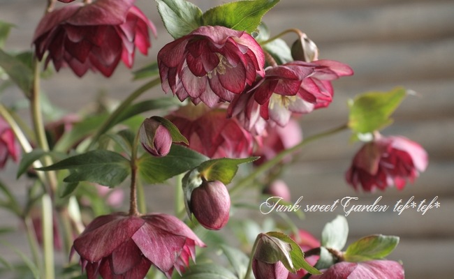 クリスマスローズ i>Helleborus</i><BR><BR>クリスマスローズ・開花株！<BR>『ダブル咲き