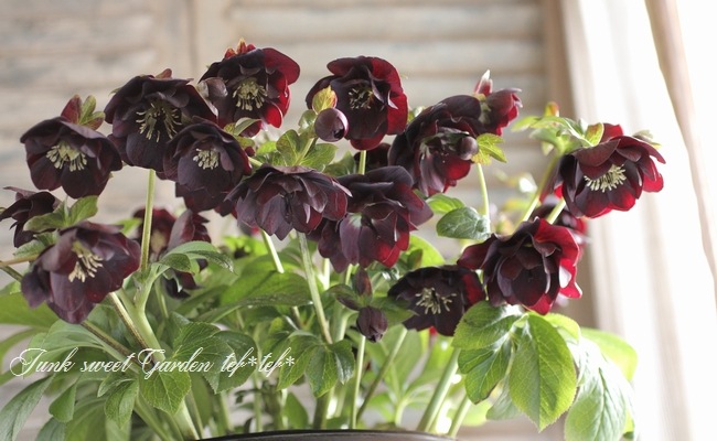 i>Helleborus</i><BR><BR>クリスマスローズ・開花株！<BR>『ダブル咲き